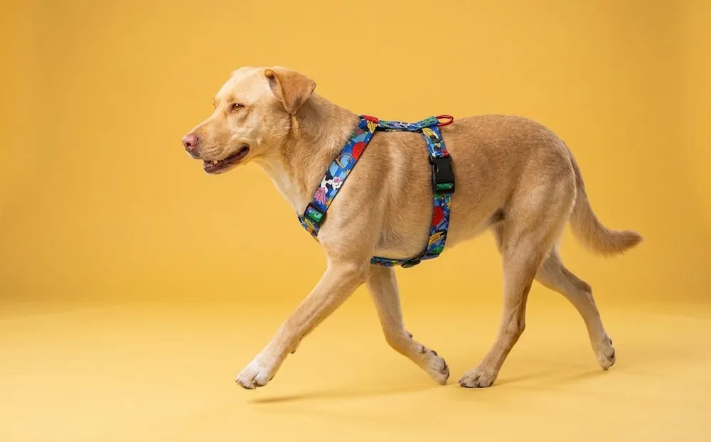 Labrador trotting in the colourful Holy Cow Y-shaped harness, with its front leg reaching forward