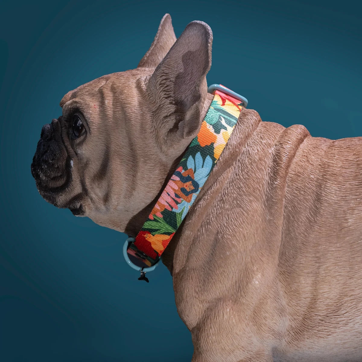 French bulldog wearing a colourful Loud and Proud buckle collar
