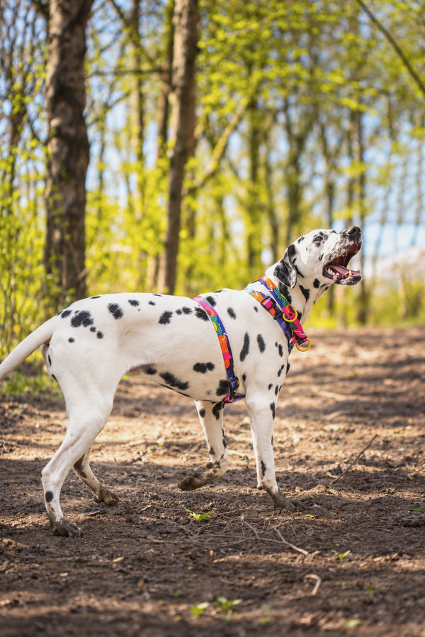 Dalmatian wearing a colourful 80s Icon harness in woodland