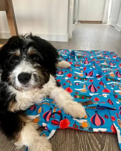 Haggis, a black and white dog, lying on a Gert Lush Bag to Mat at home