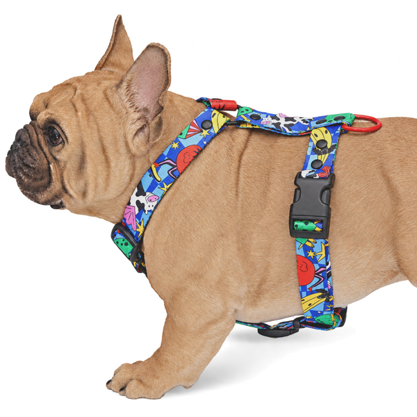 French bulldog wearing a Holy Cow! Y-shaped harness, side view