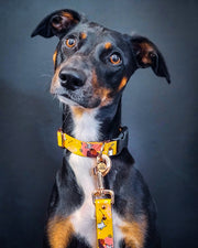 Wet Nose, Warm Heart HARNESS