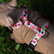 Sweet Tooth HARNESS 