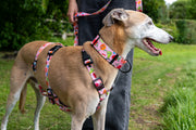 Sweet Tooth MARTINGALE COLLAR 