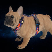 Spacedogs 2.0 HARNESS