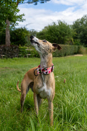 Sweet Tooth MARTINGALE COLLAR 