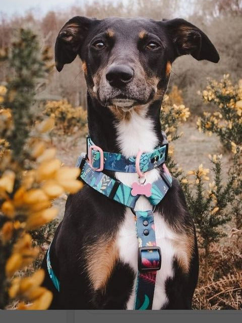 Black and tan dog wearing a Rainfurrest harness in an autumn field
