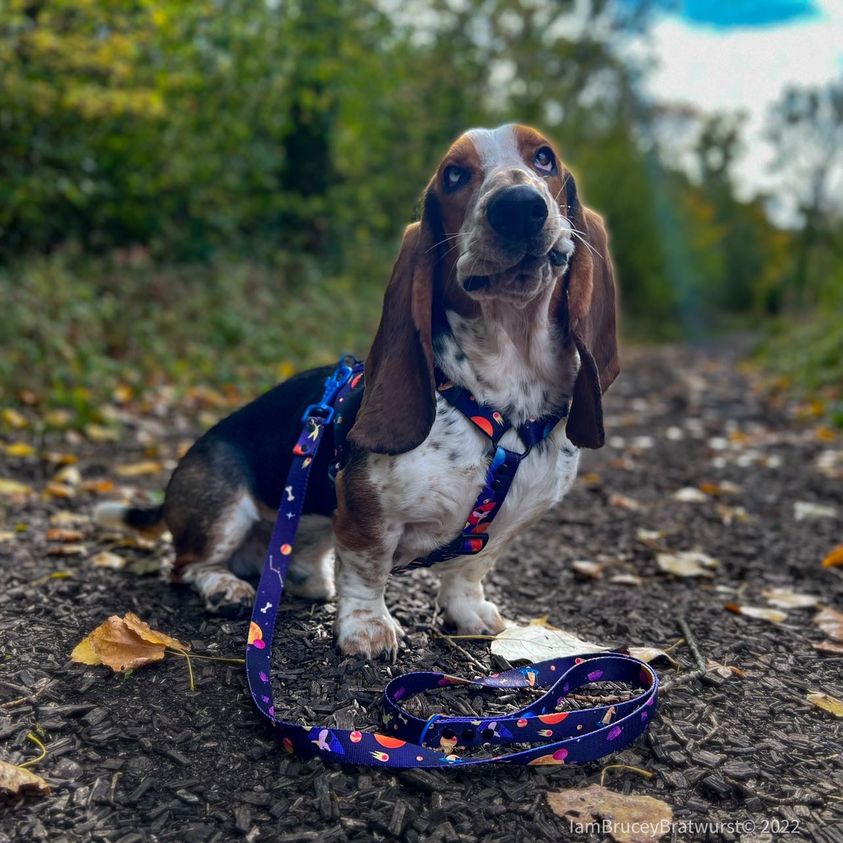 Spacedogs 2.0 Hands-Free Dog Lead