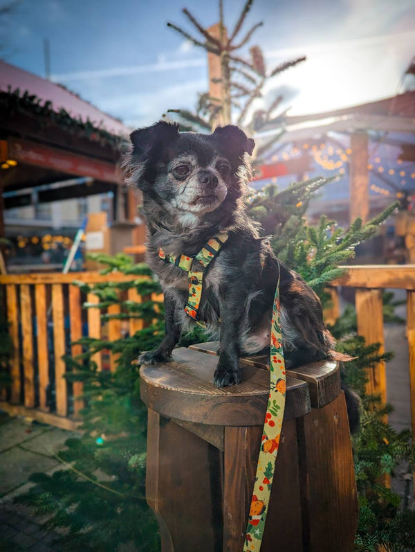 Small dog wearing the Capybara Christmas dog harness and lead outdoors