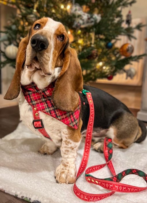Feels Like Christmas Y-Shaped Dog Harness
