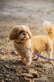 Full English Barkfast COLLAR - Mind The Fluff