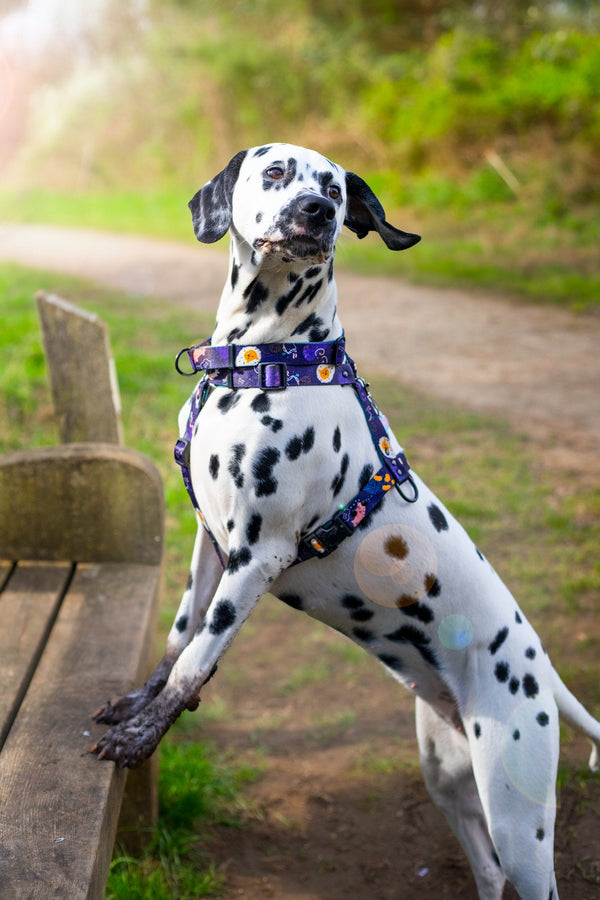 Dalmatian wearing a purple Full English BARKfast harness beside a wooden bench