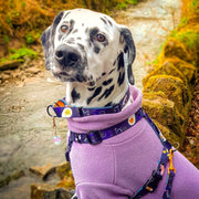 Full English Barkfast HARNESS - Mind The Fluff