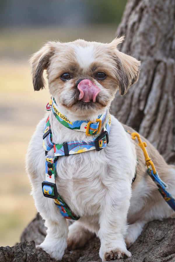 Small dog wearing a blue Gert Lush harness with a matching collar and lead
