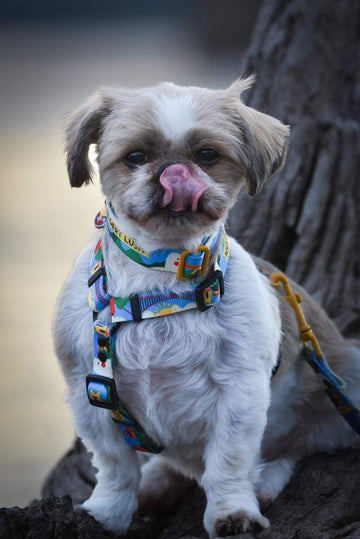 Gert Lush HARNESS - Mind The Fluff