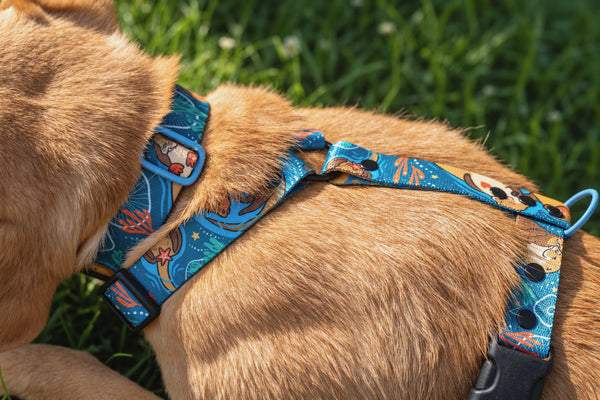 Close-up of a turquoise otter-print harness and its metal D-ring on a brown dog