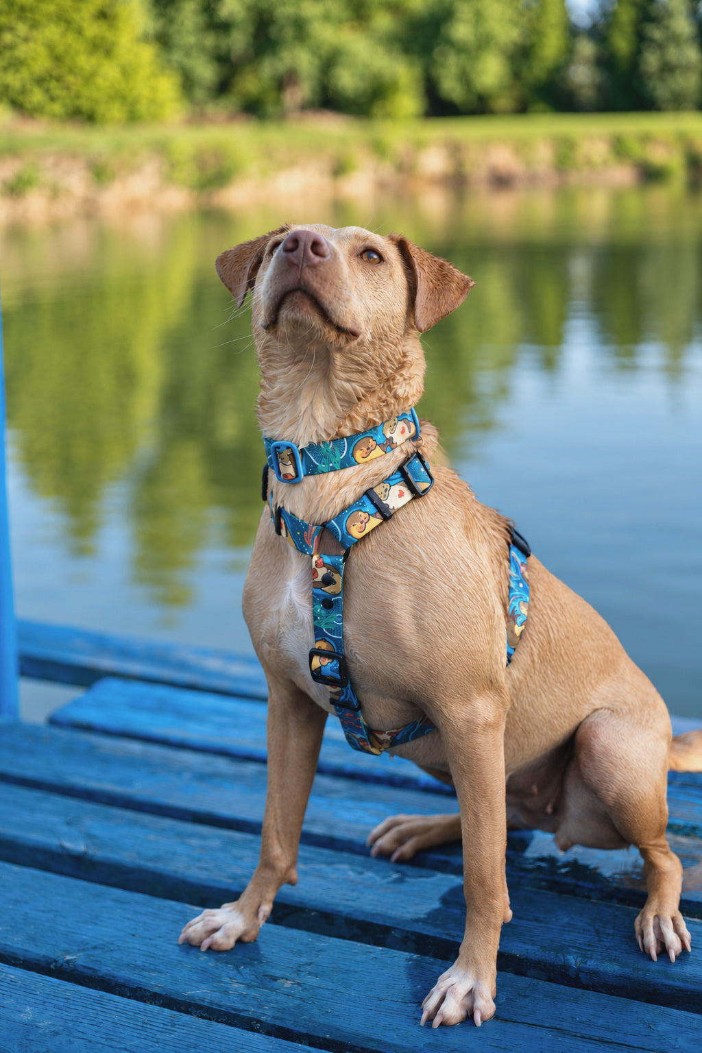 Hello From The Otter Side Y-Shaped Dog Harness
