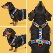 Otto the dachshund in the blue Holy Cow! harness, shown from the side, front and above on a yellow background.