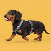 Otto the black and tan dachshund on the move in a blue Holy Cow! harness against a yellow background.