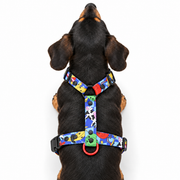 Top view of Otto the dachshund wearing the blue Holy Cow! harness, showing the back and chest straps.