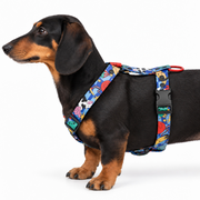 Otto the black and tan dachshund wearing the blue Holy Cow! Y-shaped harness, side view on white.