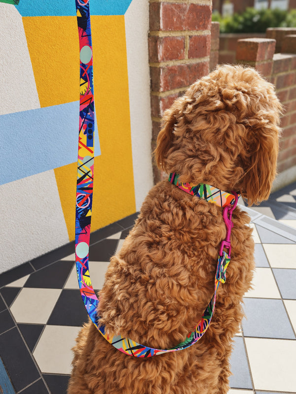 Brown curly-haired dog wearing a colourful Kaleidogscope harness with a matching lead