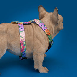 Let It Grow HARNESS - Mind The Fluff