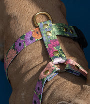 Let It Grow HARNESS - Mind The Fluff