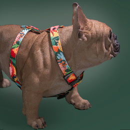 Loud and Proud DOG HARNESS - Mind The Fluff