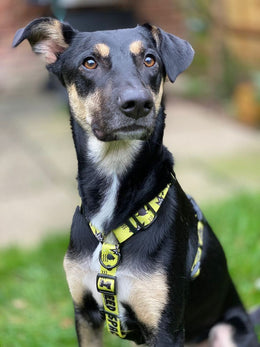 More Space Please! HARNESS - Mind The Fluff