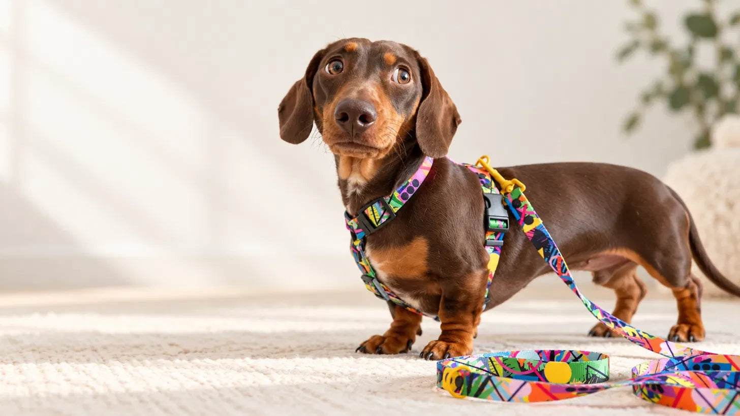 Miniature dachshund wearing a colourful harness